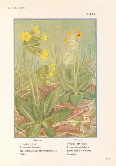 Oxlip, Cowslip av Henry Correvon