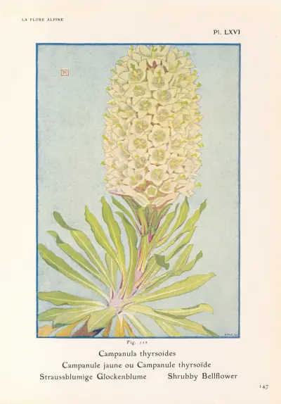 Shrubby Bellflower av Henry Correvon