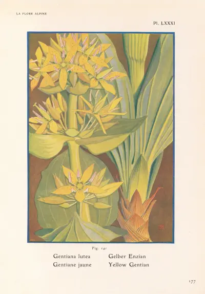 Yellow Gentian av Henry Correvon