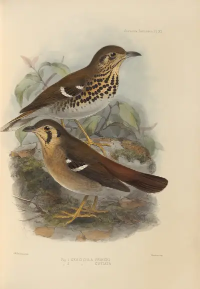 Geocichla Princii, Geocichla Guttata, Henry Seebohm