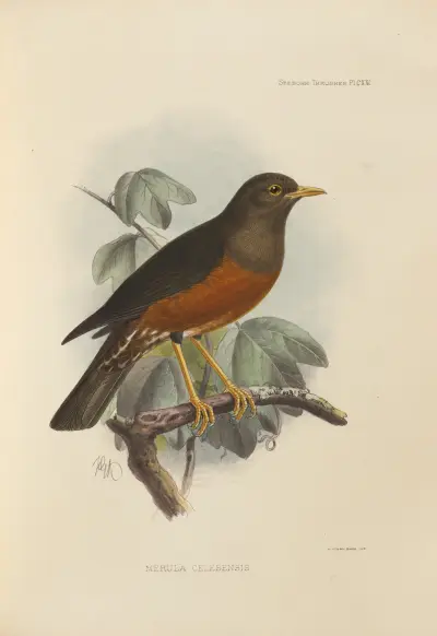 Merula Celebensis, Henry Seebohm