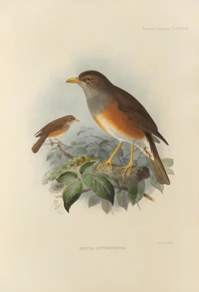 Merula Erythropleura, Henry Seebohm