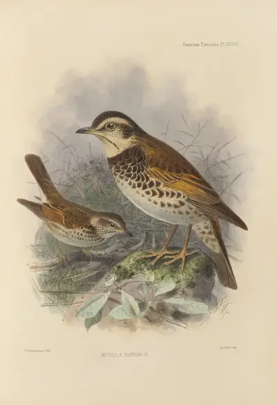 Merula Eunomus. – Nr. 2, Henry Seebohm
