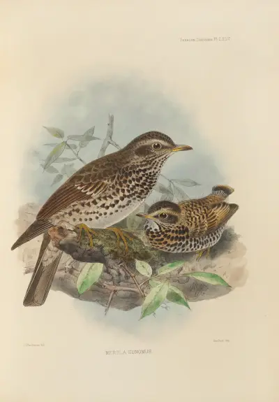Merula Eunomus – Nr. 1, Henry Seebohm