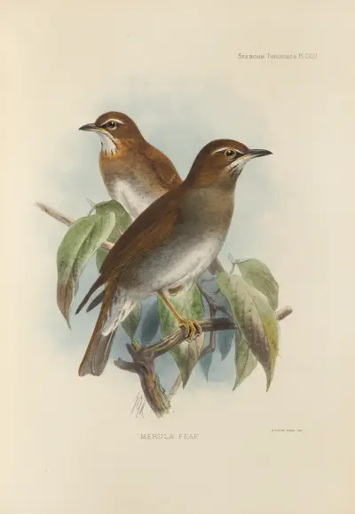 Merula Feae, Henry Seebohm