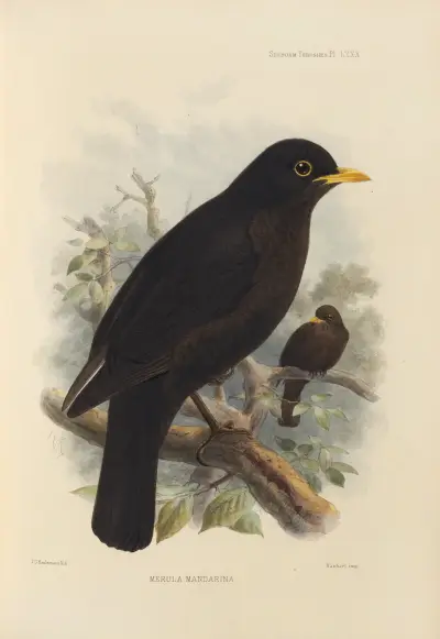 Merula Mandarina, Henry Seebohm