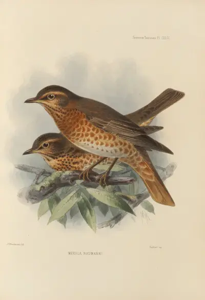 Merula Naumanni, Henry Seebohm