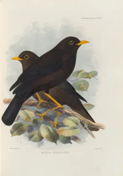 Merula Nigrescens, Henry Seebohm