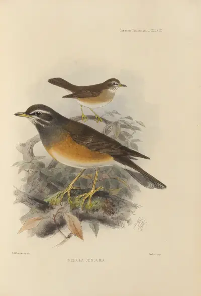 Merula Obscura, Henry Seebohm