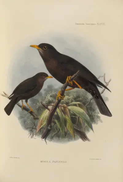 Merula Papuensis, Henry Seebohm