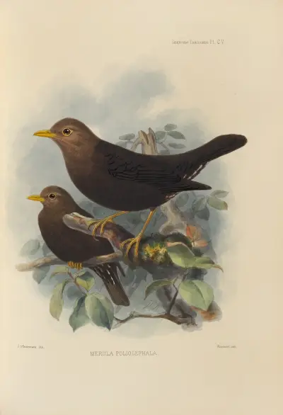 Merula Poliocephala, Henry Seebohm