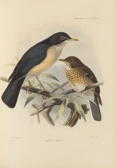 Merula Reevi, Henry Seebohm