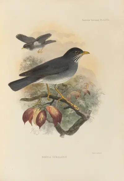 Merula Subalaris, Henry Seebohm