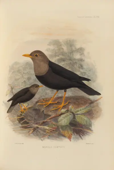 Merula Tempesti, Henry Seebohm