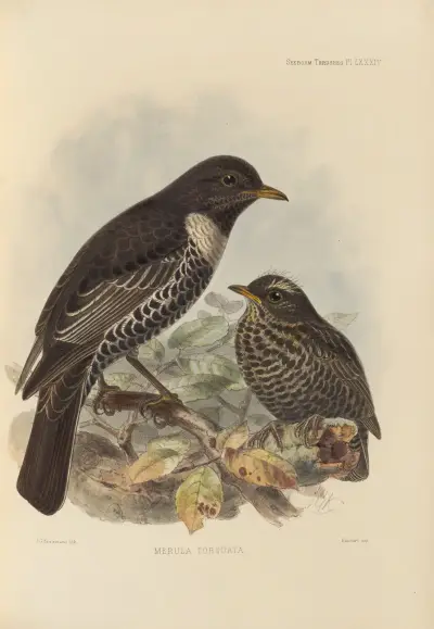 Merula Torquata., Henry Seebohm