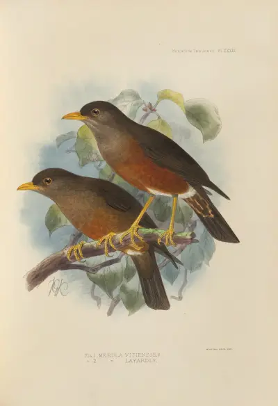 Merula Vitiensis, Merula Layardi, Henry Seebohm