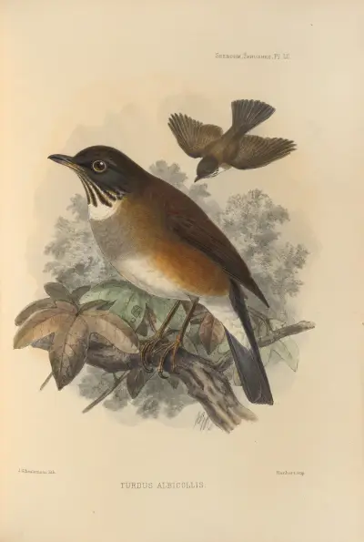 Turdus Albicollis, Henry Seebohm