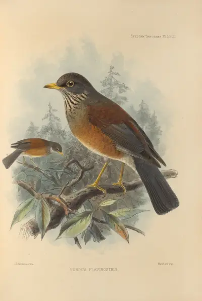 Turdus Flavirostris, Henry Seebohm