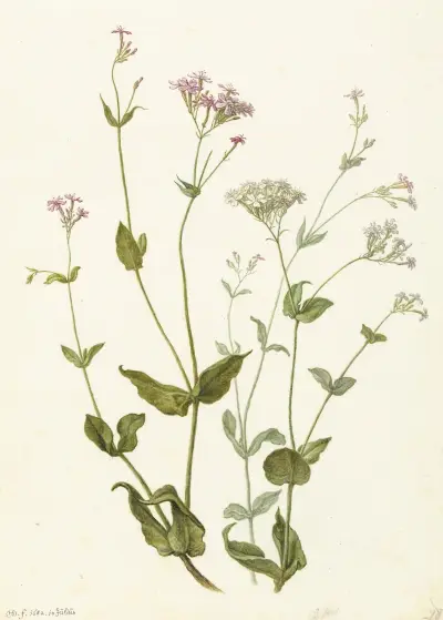 Bladder Senna and Sticky Catchfly av Herman Saftleven