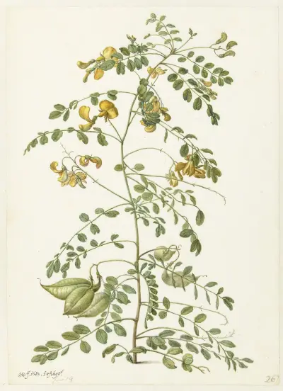 Blazenstruik (Colutea arborescens) av Herman Saftleven