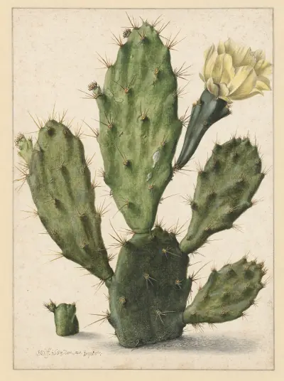 Pear Cactus in Bloom av Herman Saftleven