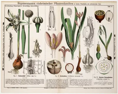 Allium cepa, Colchicum autumnale, Galanthus nivalis av Hermann Zippel