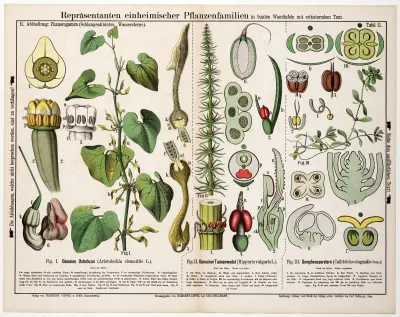 Aristolochia clematitis, Hippuris vulgaris, Callitriche stagnalis ; pijpbloem, lidsteng, gevleugeld sterrenkroos av Hermann Zippel
