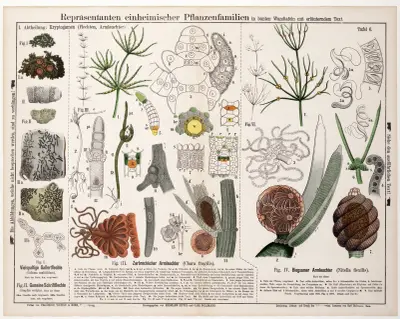 Collema multifidum. Graphis scripta. Chara fragilis. Nitella flexilis av Hermann Zippel