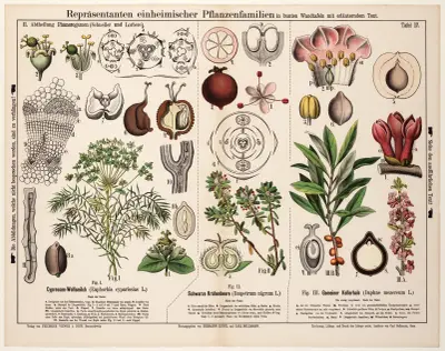 Euphorbia cyparissias, Empetrum nigrum, Daphne mezereum av Hermann Zippel