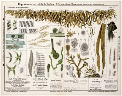 Spiroygra longata, Closterium parvulum, Pleurosigma angulatum, Bacillaria paradoxa, Vaucheria sessilis av Hermann Zippel