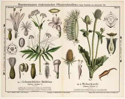 Valeriana officinalis, Dipsacus fullonum ; valeriaan, grote kaardebol av Hermann Zippel