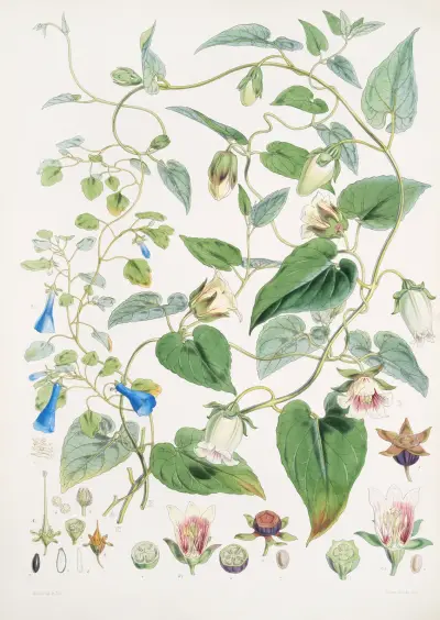 A. C. Gracilis, H. f. et T.; B. Codonopsis (Campanumcea) Javanica, H.f. et T. C. C. Inflata, H.f. & T., Walter Hood Fitch