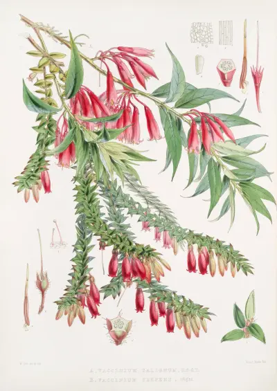 A. Vaccinium Salignum, H.f. et T. ; B. Vaccinium Serpens, H.f. et T., Walter Hood Fitch
