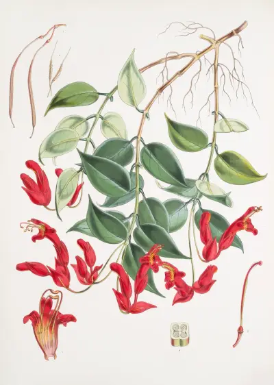Aeschynanthus Peelii, H.f. & T., Walter Hood Fitch