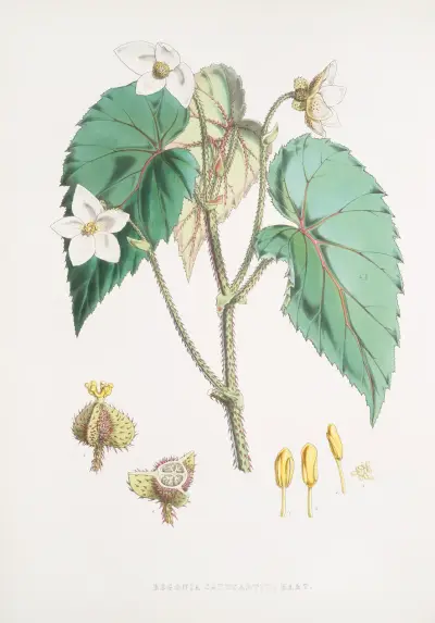 Begonia Cathcartii, H. f. et T., Walter Hood Fitch