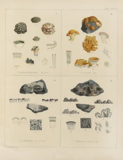 Kryptogamická botanika z antarktické výpravy lodí H.M. Discovery Erebus a Terror v letech 1839 Pl. 68, Walter Hood Fitch