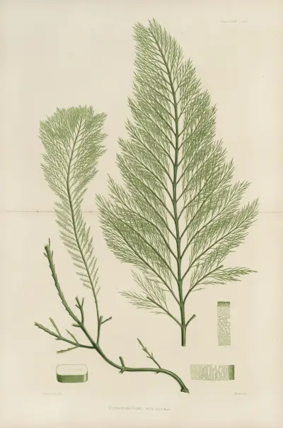 Kryptogamická botanika z antarktické výpravy lodí H.M. Discovery Erebus a Terror v letech 1839, tab. 43, Walter Hood Fitch