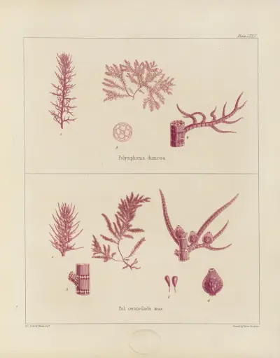 Kryptogamická botanika z antarktické výpravy lodí H.M. Discovery Erebus a Terror v letech 1839, pl. 19, Walter Hood Fitch