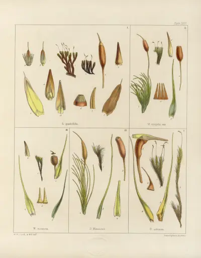 Kryptogamická botanika z antarktické výpravy lodí H.M. Discovery Erebus a Terror v letech 1839, tab. 02, Walter Hood Fitch