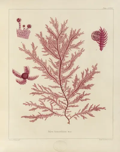 Kryptogamní botanika z antarktické výpravy lodí H.M. Discovery Erebus a Terror v letech 1839, tab. 21, Walter Hood Fitch