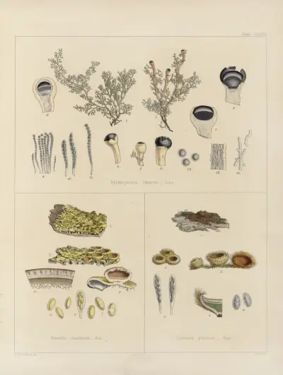 Kryptogamní botanika z antarktické výpravy lodí H.M. Discovery Erebus a Terror v letech 1839, tab. 67, Walter Hood Fitch