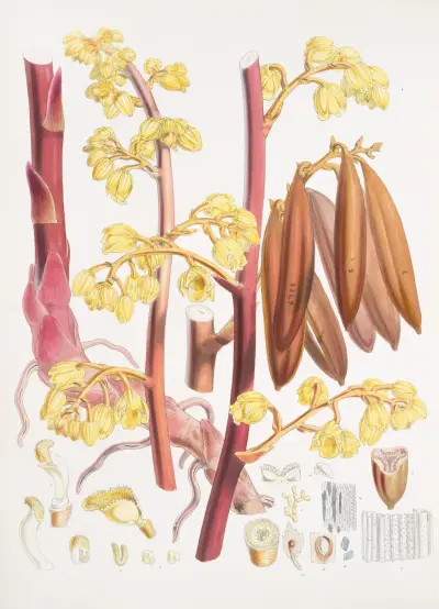 Cyrtosia Lindleyana, H.f. & T., Walter Hood Fitch