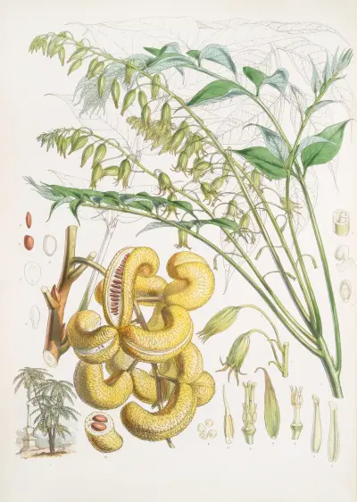 Decaisnea Insignis, H.f. et T., Walter Hood Fitch