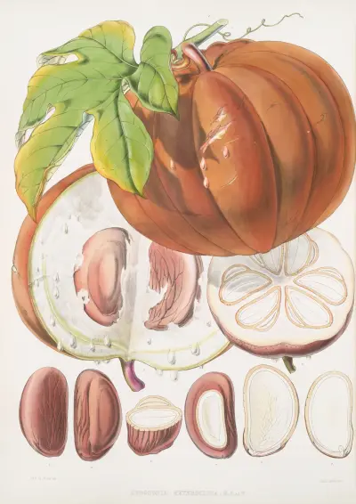 Hodgsonia Heteroclita, H. f. et T. (Plod), Walter Hood Fitch