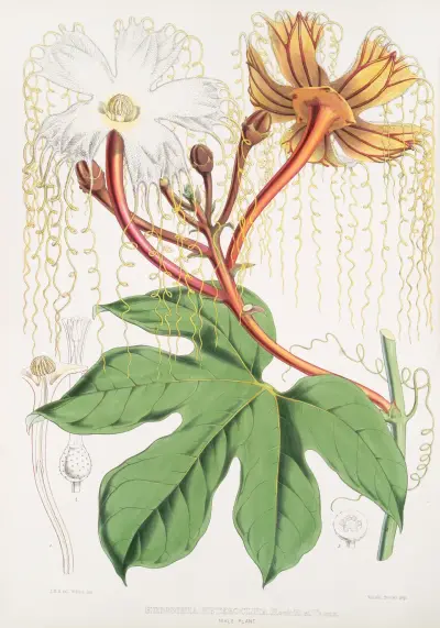 Hodgsonia Heteroclita (samčí rostlina), 1855 – Nr. 1, Walter Hood Fitch