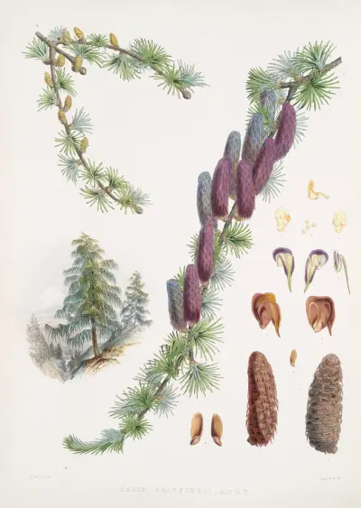 Larix Griffithii, H.f. & T., Walter Hood Fitch