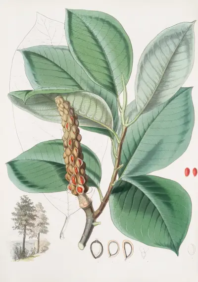 Magnolia Campbellii, H.f. et T. (plodící rostlina v olistění), 1855 – Nr. 2, Walter Hood Fitch
