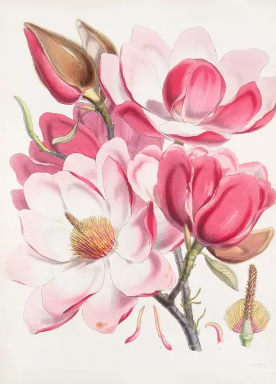 Magnolia Campbellii, H.f. et T. (Kvetoucí rostlina), 1855 – Nr. 1, Walter Hood Fitch