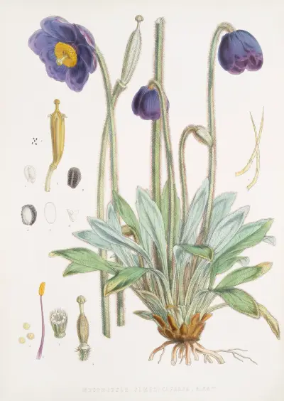 Meconopsis simplicifolia, Walter Hood Fitch