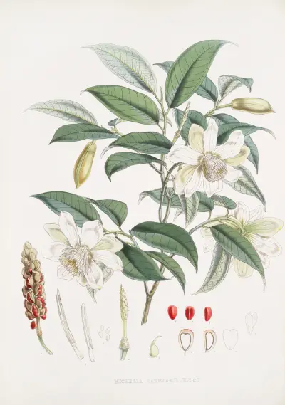 Michelia Cathcartii, H.f. et T., Walter Hood Fitch